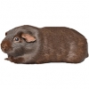 https://www.americanbreeder.com/images/com_adsmanager/categories/2629cat_t.jpg