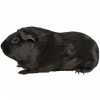 https://www.americanbreeder.com/images/com_adsmanager/categories/2630cat_t.jpg