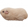 https://www.americanbreeder.com/images/com_adsmanager/categories/2632cat_t.jpg
