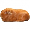 https://www.americanbreeder.com/images/com_adsmanager/categories/2635cat_t.jpg