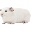 https://www.americanbreeder.com/images/com_adsmanager/categories/2636cat_t.jpg