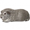 https://www.americanbreeder.com/images/com_adsmanager/categories/2639cat_t.jpg
