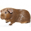 https://www.americanbreeder.com/images/com_adsmanager/categories/2643cat_t.jpg
