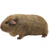 https://www.americanbreeder.com/images/com_adsmanager/categories/2645cat_t.jpg