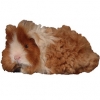 https://www.americanbreeder.com/images/com_adsmanager/categories/2649cat_t.jpg