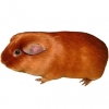 https://www.americanbreeder.com/images/com_adsmanager/categories/2656cat_t.jpg