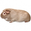 https://www.americanbreeder.com/images/com_adsmanager/categories/2658cat_t.jpg