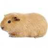https://www.americanbreeder.com/images/com_adsmanager/categories/2663cat_t.jpg