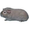 https://www.americanbreeder.com/images/com_adsmanager/categories/2664cat_t.jpg