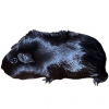 https://www.americanbreeder.com/images/com_adsmanager/categories/2665cat_t.jpg
