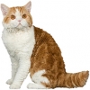 https://www.americanbreeder.com/images/com_adsmanager/categories/2677cat_t.jpg