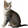 https://www.americanbreeder.com/images/com_adsmanager/categories/2678cat_t.jpg