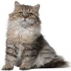 https://www.americanbreeder.com/images/com_adsmanager/categories/2681cat_t.jpg