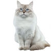 https://www.americanbreeder.com/images/com_adsmanager/categories/2682cat_t.jpg