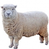 https://www.americanbreeder.com/images/com_adsmanager/categories/2689cat_t.jpg