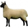 https://www.americanbreeder.com/images/com_adsmanager/categories/2692cat_t.jpg
