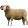 https://www.americanbreeder.com/images/com_adsmanager/categories/2693cat_t.jpg
