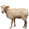 https://www.americanbreeder.com/images/com_adsmanager/categories/2694cat_t.jpg