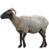 https://www.americanbreeder.com/images/com_adsmanager/categories/2697cat_t.jpg