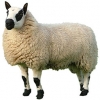 https://www.americanbreeder.com/images/com_adsmanager/categories/2699cat_t.jpg