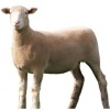 https://www.americanbreeder.com/images/com_adsmanager/categories/2700cat_t.jpg