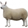 https://www.americanbreeder.com/images/com_adsmanager/categories/2701cat_t.jpg