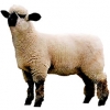 https://www.americanbreeder.com/images/com_adsmanager/categories/2702cat_t.jpg