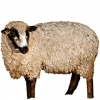 https://www.americanbreeder.com/images/com_adsmanager/categories/2705cat_t.jpg