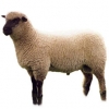 https://www.americanbreeder.com/images/com_adsmanager/categories/2707cat_t.jpg