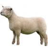 https://www.americanbreeder.com/images/com_adsmanager/categories/2708cat_t.jpg