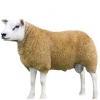https://www.americanbreeder.com/images/com_adsmanager/categories/2710cat_t.jpg