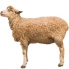 https://www.americanbreeder.com/images/com_adsmanager/categories/2716cat_t.jpg