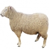 https://www.americanbreeder.com/images/com_adsmanager/categories/2719cat_t.jpg
