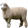 https://www.americanbreeder.com/images/com_adsmanager/categories/2720cat_t.jpg