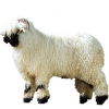 https://www.americanbreeder.com/images/com_adsmanager/categories/2722cat_t.jpg