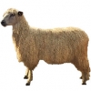 https://www.americanbreeder.com/images/com_adsmanager/categories/2723cat_t.jpg