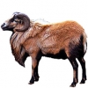 https://www.americanbreeder.com/images/com_adsmanager/categories/2725cat_t.jpg