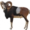 https://www.americanbreeder.com/images/com_adsmanager/categories/2729cat_t.jpg
