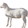https://www.americanbreeder.com/images/com_adsmanager/categories/2730cat_t.jpg