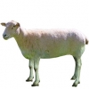 https://www.americanbreeder.com/images/com_adsmanager/categories/2731cat_t.jpg