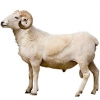 https://www.americanbreeder.com/images/com_adsmanager/categories/2734cat_t.jpg