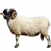 https://www.americanbreeder.com/images/com_adsmanager/categories/2742cat_t.jpg
