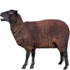 https://www.americanbreeder.com/images/com_adsmanager/categories/2745cat_t.jpg