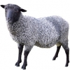 https://www.americanbreeder.com/images/com_adsmanager/categories/2746cat_t.jpg
