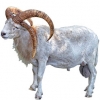 https://www.americanbreeder.com/images/com_adsmanager/categories/2747cat_t.jpg