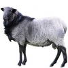 https://www.americanbreeder.com/images/com_adsmanager/categories/2748cat_t.jpg