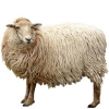 https://www.americanbreeder.com/images/com_adsmanager/categories/2749cat_t.jpg