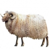 https://www.americanbreeder.com/images/com_adsmanager/categories/2750cat_t.jpg