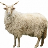 https://www.americanbreeder.com/images/com_adsmanager/categories/2751cat_t.jpg