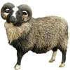 https://www.americanbreeder.com/images/com_adsmanager/categories/2752cat_t.jpg